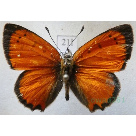 Lycaena ottomana (Lefèbvre, 1830) male Czerwończyk ottomański Bulgaria21l